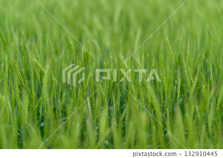 The vast, lush, green grain fields stretch across the land, basking under the bright sunshine The vast, lush, green grain fields stretch across the land, basking under the bright sunshine 132910445