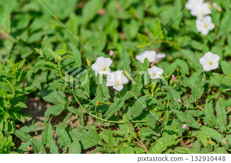 Delicate White Flowers Nestled Among the Lush Green Foliage of a Vibrant Garden Scene Delicate White Flowers Nestled Among the Lush Green Foliage of a Vibrant Garden Scene 132910448