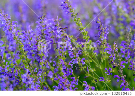 A Vibrant Field Filled with Beautiful Purple Flowers in Full Bloom and Ready to Be Admired A Vibrant Field Filled with Beautiful Purple Flowers in Full Bloom and Ready to Be Admired 132910455