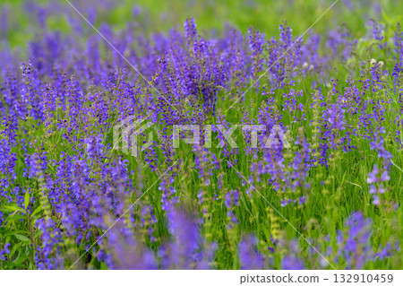 The Vibrant Lavender Fields are in full Bloom, showcasing their breathtaking beauty and aroma The Vibrant Lavender Fields are in full Bloom, showcasing their breathtaking beauty and aroma 132910459