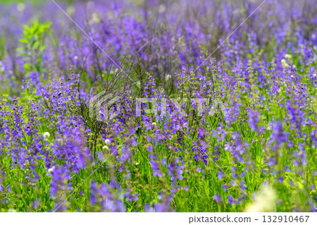 A beautiful and vibrant purple flower field in full bloom, showcasing natures dazzling colors A beautiful and vibrant purple flower field in full bloom, showcasing natures dazzling colors 132910467
