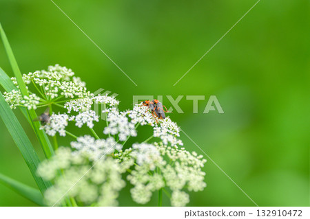 A CloseUp View of an Insect Resting on Delicate White Flowers in the Natural World A CloseUp View of an Insect Resting on Delicate White Flowers in the Natural World 132910472