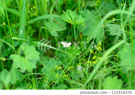 A Beautiful Delicate White Butterfly Resting Amidst Lush Green Foliage Under Daylight A Beautiful Delicate White Butterfly Resting Amidst Lush Green Foliage Under Daylight 132910476