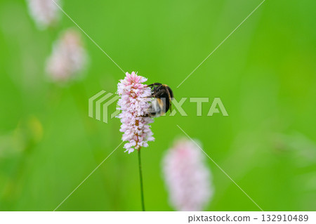 A Beautiful Bee Pollinating a Pink Flower in a Lush and Vibrant Green Field Nearby A Beautiful Bee Pollinating a Pink Flower in a Lush and Vibrant Green Field Nearby 132910489