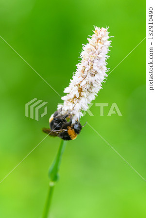 A Bumblebee perched gracefully on a colorful Flower in a lush green Backyard, thriving A Bumblebee perched gracefully on a colorful Flower in a lush green Backyard, thriving 132910490