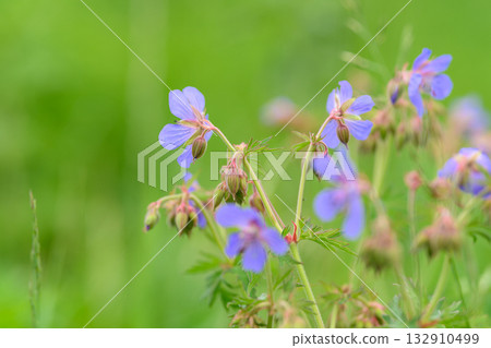 Delicate and Beautiful Purple Wildflowers Blooming in the Springtime Meadow Landscape 132910499