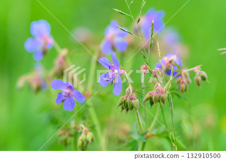 Delicate Purple Wildflowers Located in a Vibrant Green Field Stretching to the Horizon 132910500