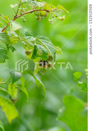 Bees Engaged in Pollinating on Lush Green Leaves Within the Splendor of Natures Realm Bees Engaged in Pollinating on Lush Green Leaves Within the Splendor of Natures Realm 132910509