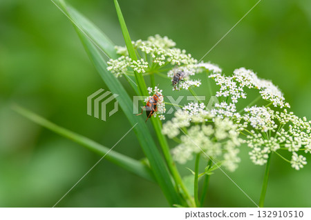 A CloseUp View of Various Insects Resting on a White Flowering Plant in Natures Habitat 132910510