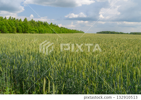A Lush Green Wheat Field Stretching Beautifully and Serene Under a Breathtaking Cloudy Sky 132910513