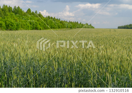A Beautiful Lush Wheat Field Stretching Under a Bright Blue Sky and Surrounded by Green Forest A Beautiful Lush Wheat Field Stretching Under a Bright Blue Sky and Surrounded by Green Forest 132910516
