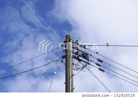 A flock of sparrows perched on a telephone pole 05 A flock of sparrows perched on a telephone pole 05 132910519