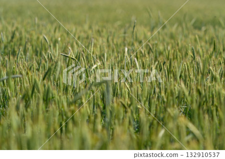 The lush green grass in a sprawling field glistens beautifully with dewdrops resting on it The lush green grass in a sprawling field glistens beautifully with dewdrops resting on it 132910537
