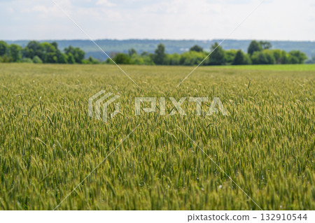 A Beautiful, Lush Green Wheat Field Flourishing Under a Bright and Sunny Sky Above A Beautiful, Lush Green Wheat Field Flourishing Under a Bright and Sunny Sky Above 132910544