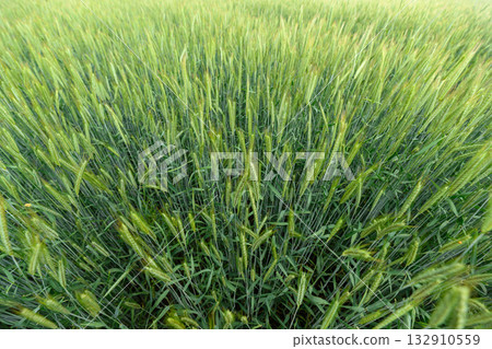 A Beautiful and Lush Green Wheat Field in Springtime, Overflowing with Life, Color, and Vibrancy 132910559