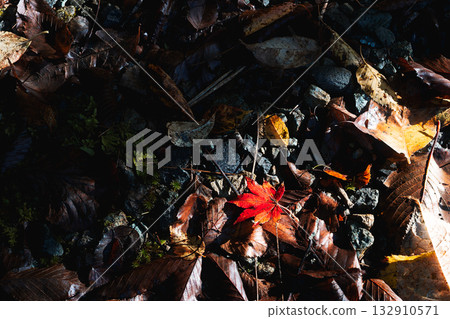 Bright red maple trees and fallen leaves illuminated by strong sunlight Bright red maple trees and fallen leaves illuminated by strong sunlight 132910571