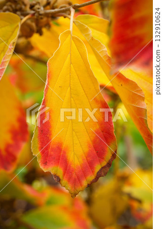 Vibrant close-up of a single Witch Hazel (Hamamelis) leaf 132910624