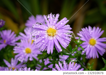 A close-up of vibrant purple aster (Aster dumosus) A close-up of vibrant purple aster (Aster dumosus) 132910678