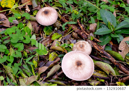 野生蘑菇 132910687