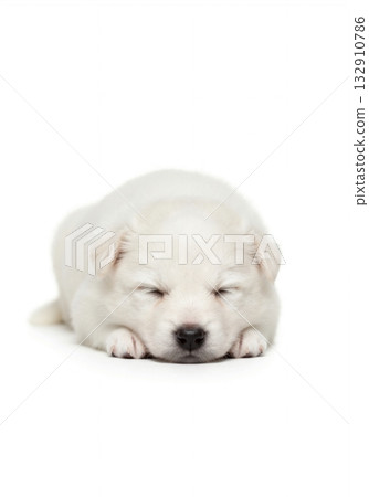 A cute baby American Eskimo Dog sleeping on a pure white background. Adorable newborn fluffy puppy resting in a studio portrait with copy space 132910786