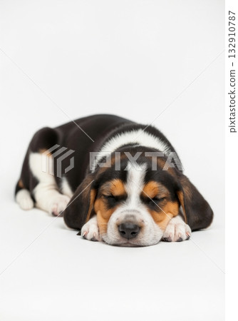 Adorable beagle puppy sleeping soundly on an isolated white background. Cute tricolor hound dog taking a nap. Studio shot with copy space 132910787