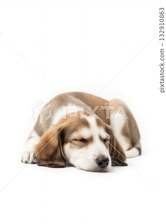 Cute brown and white puppy sleeping on a white background. Adorable young Saluki hound dog resting. Isolated pet portrait with copy space 132910863
