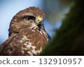 Buteo buteo portrait of a buzzard 132910957