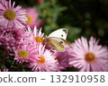 Small White butterfly (Pieris rapae) 132910958