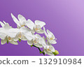 美麗的蝴蝶蘭 132910984