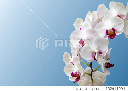 Beautiful phalaenopsis orchid Beautiful phalaenopsis orchid 132911004
