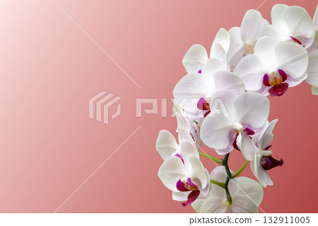 Beautiful phalaenopsis orchid 132911005