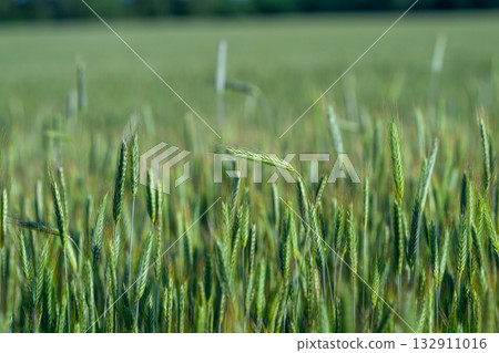 A Beautiful and Lush Green Wheat Field Flourishing in Springtime Sunshine and Serenity A Beautiful and Lush Green Wheat Field Flourishing in Springtime Sunshine and Serenity 132911016