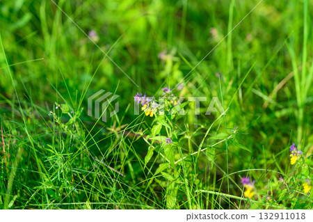 Explore the beauty of vibrant wildflowers blooming amidst lush green grass in natures splendor 132911018