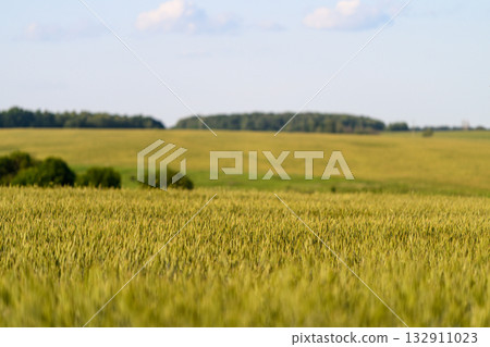 The Stunning Golden Fields of Grain Stretching Out Majestically Under a Bright Blue Sky Above The Stunning Golden Fields of Grain Stretching Out Majestically Under a Bright Blue Sky Above 132911023