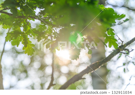 Sunlight beautifully filters through vibrant green leaves in a serene and lush forest Sunlight beautifully filters through vibrant green leaves in a serene and lush forest 132911034