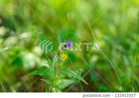 A display of Colorful Wildflowers blooming in a Sunlit Meadow, showcasing vibrant flora A display of Colorful Wildflowers blooming in a Sunlit Meadow, showcasing vibrant flora 132911037