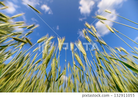 A Beautiful Lush Green Wheat Field Spanning Under a Bright Blue Sky with Fluffy White Clouds A Beautiful Lush Green Wheat Field Spanning Under a Bright Blue Sky with Fluffy White Clouds 132911055