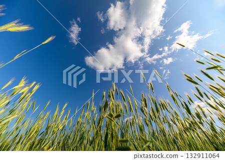 A Beautiful Lush Green Wheat Field Sprawling Beneath a Clear and Bright Blue Sky 132911064