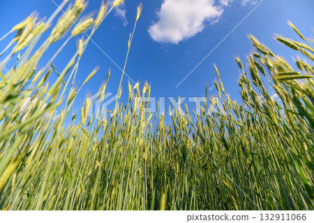 A Vibrant Green Wheat Field Spreading Out Beneath a Clear and Bright Blue Sky Above A Vibrant Green Wheat Field Spreading Out Beneath a Clear and Bright Blue Sky Above 132911066
