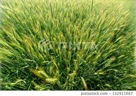 A Stunning and Beautifully Lush Green Wheat Field Captured During the Magical Golden Hour 132911087