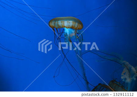 Chrysaora fuscescens or Pacific sea nettle jellyfish swim in deep blue water of aquarium 132911112