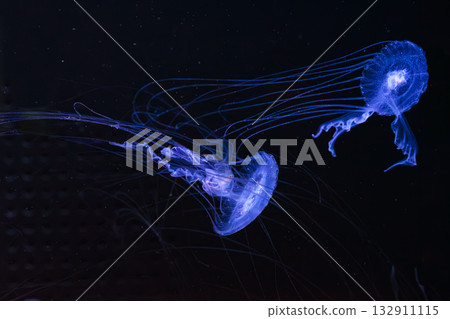 Chrysaora lactea or milk sea nettle jellyfish swim in deep blue water of aquarium Chrysaora lactea or milk sea nettle jellyfish swim in deep blue water of aquarium 132911115