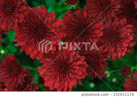 Beautiful red chrysanthemum flowers in full autumn bloom, creating bright seasonal floral background 132911119