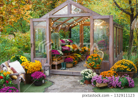 Wooden greenhouse with colorful chrysanthemums surrounded by yellow autumn leaves and trees 132911123