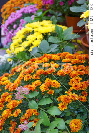 Colorful chrysanthemums in pots on wooden shelves inside autumn greenhouse garden, decorative plants Colorful chrysanthemums in pots on wooden shelves inside autumn greenhouse garden, decorative plants 132911128