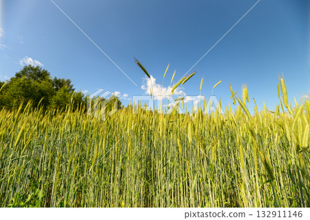 Vast Golden Fields Stretching Under a Bright and Clear Blue Sky are Truly Breathtaking 132911146
