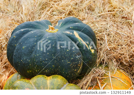 Close up of one green pumpkin lying on dry straw background, autumn harvest season, groud vegetable 132911149