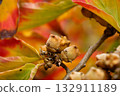 Close-up of woody Witch Hazel (Hamamelis) seed capsules 132911189