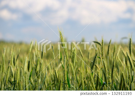 Vast Golden Wheat Fields Stretching Under a Brilliant Blue Sky with Fluffy White Clouds Vast Golden Wheat Fields Stretching Under a Brilliant Blue Sky with Fluffy White Clouds 132911193