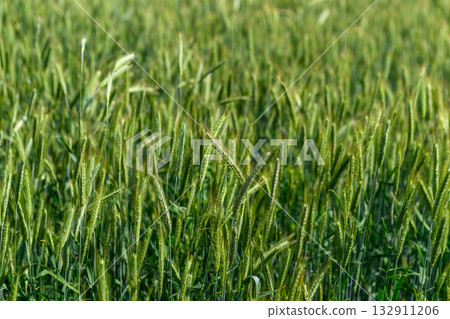 A vibrant green wheat field fully prepared for the upcoming harvest season in agriculture 132911206